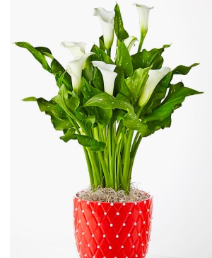 Christmas Calla Holiday Plant