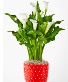 Christmas Calla Holiday Plant