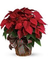 Christmas Charm Poinsettia 