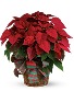 Christmas Charm Poinsettia 