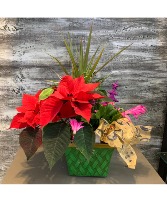 Christmas Cheer Planter Tropical Plants