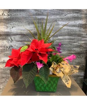 Christmas Cheer Planter Tropical Plants