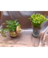 Christmas container with Plant 