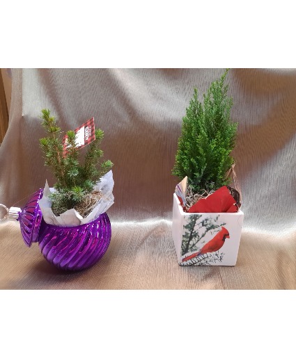 Christmas containers with little tree 
