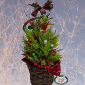 Christmas Cypress potted plant