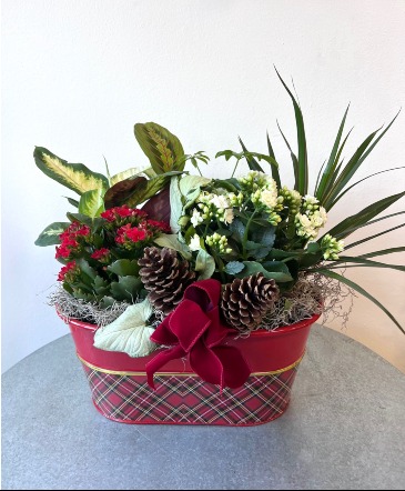 Christmas Dish Garden in La Grande, OR | FITZGERALD FLOWERS Christmas Dish Garden in La Grande, OR | FITZGERALD FLOWERS