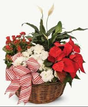 Christmas Dish Garden 