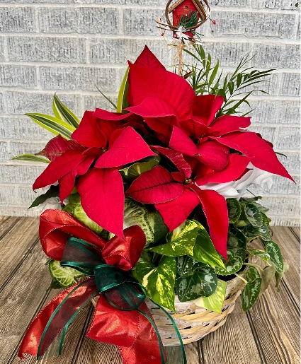 Christmas Dish Garden 