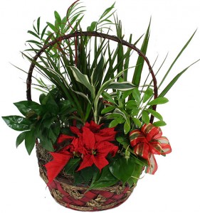 Christmas Dish Garden Basket Fresh plants for the Holiday
