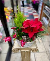 Christmas dishgarden plants