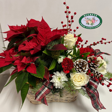 Christmas Double Delight Potted and Fresh in Abbotsford, BC | BUCKETS FRESH FLOWER MARKET INC.