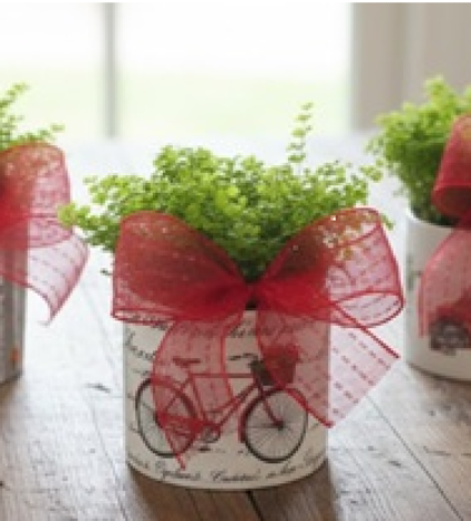 Christmas Fern Keepsake Plant- Fresh