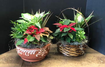 Christmas Garden Christmas