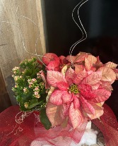 Christmas Gift Planter in Tin Bucket Plants