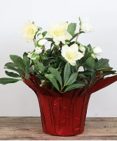 Christmas Hellebores Flowering  SPECIAL 1/2 PRICE THIS WEEK! Flowering Plant