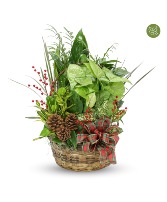 Christmas is Coming Basket Garden Plants