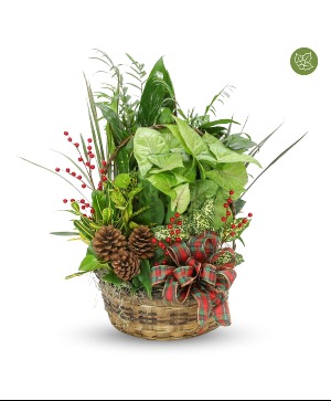 Christmas is Coming Basket Garden Plants