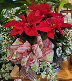 Christmas Joy Christmas Combo Plant