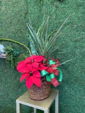 Christmas Joy  Poinsettia with two green plants mixed in a basket 