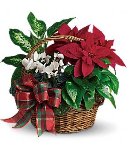 Christmas Last the Season Plant
