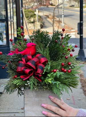Christmas Magic Traditions  Christmas Greens 