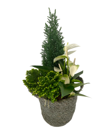 Christmas Nelis Wicker House Plant in Newmarket, ON | FLOWERS 'N THINGS FLOWER & GIFT SHOP