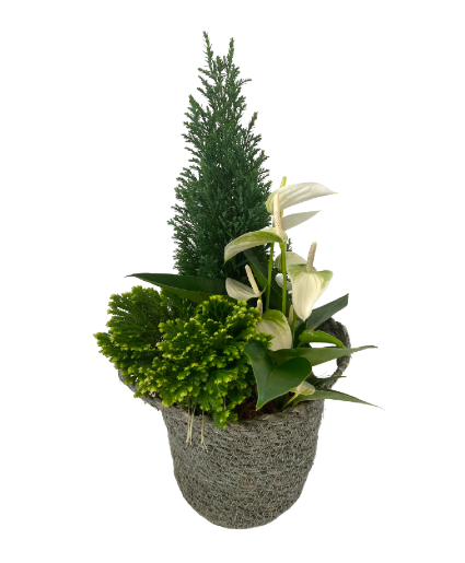 Christmas Nelis Wicker House Plant