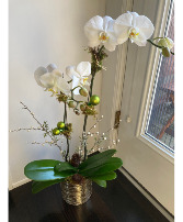 Christmas Orchid Flowering Plant