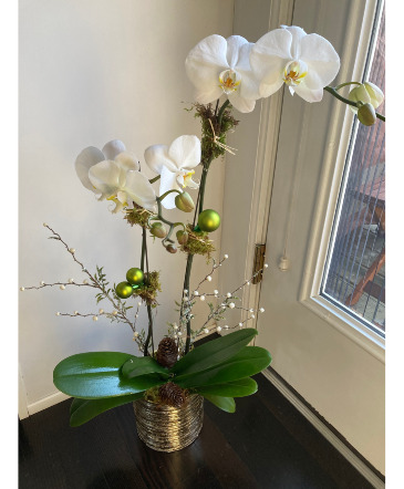 Christmas Orchid Flowering Plant in Darien, CT | DARIEN FLOWERS