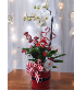 Christmas Orchid Garden Fairy Tales Flowers Exclusive 