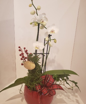 Christmas Orchid Planter Plants in Stouffville, ON | Centerpiece Flowers