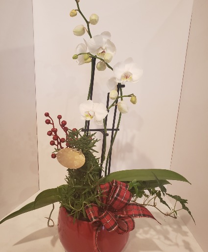 Christmas Orchid Planter Plants