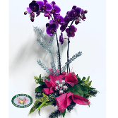 Christmas Orchid Potted Plant