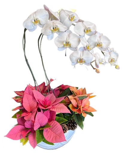 Christmas Orchids A Davis Floral Design