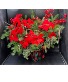 Christmas Patio Pot Custom Designers Choice