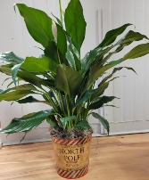 Christmas Peace Lily Christmas