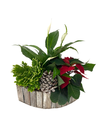 Christmas Peace Lily Grey Wood Boat House Plant in Newmarket, ON | FLOWERS 'N THINGS FLOWER & GIFT SHOP