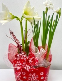 Winter Plant Combo Blooming Plants