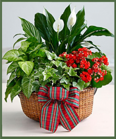 Christmas Plant Garden
