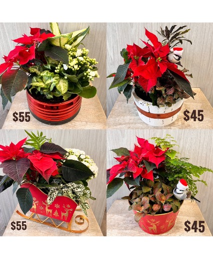 Christmas Planter 2024 