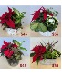 Christmas Planter 2025 