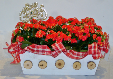 HOLIDAY PLANTER Indoor Blooming Plant