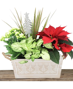 Christmas Planter - Tree Box Wood 