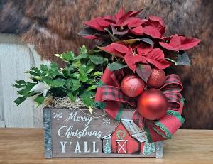CHRISTMAS PLANTS  IN A DECORATIVE RUSTIC BOX 