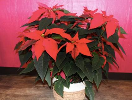 Christmas Poinsettia 10''