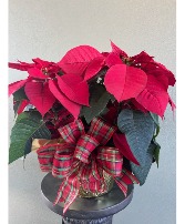 Christmas Poinsettia 