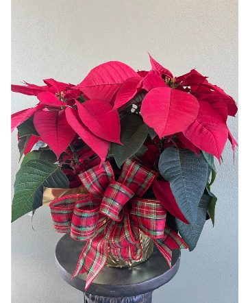 Christmas Poinsettia  in Eunice, LA | PETALS & POTS, LLC
