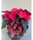 Christmas Poinsettia 