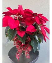 Christmas Poinsettia 