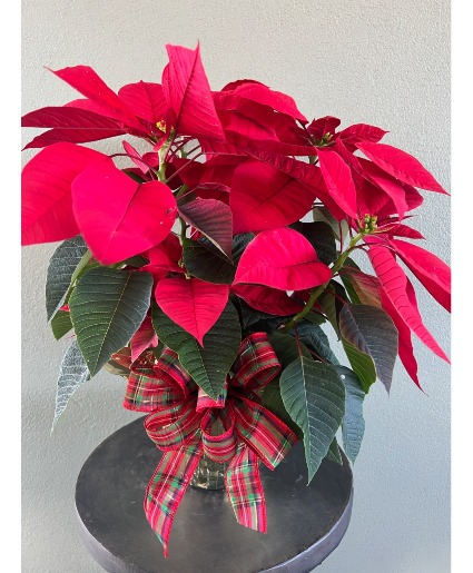 Christmas Poinsettia 